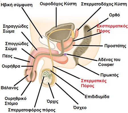 Εικόνα: Ανατομία του Ανδρικού Αναπαραγωγικού Συστήματος (Με κόκκινο είναι σημειωμένα τα μέρη της οδού εκσπερμάτωσης)