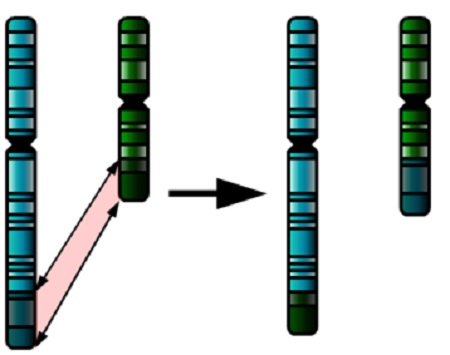 Εικόνα: Ισόρροπη ανταλλαγή γονιδίων μεταξύ δύο χρωμοσωμάτων