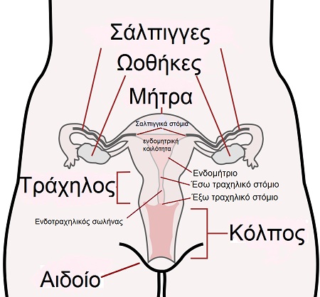 Εικόνα: Το αναπαραγωγικό σύστημα της γυναίκας
