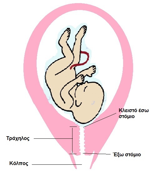 Εικόνα 1: Φυσιολογικός τράχηλος