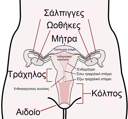 Το γεννητικό σύστημα της γυναίκας