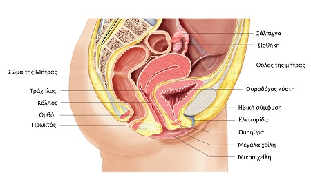 Ανατομία γεννητικού συστήματος της γυναίκας